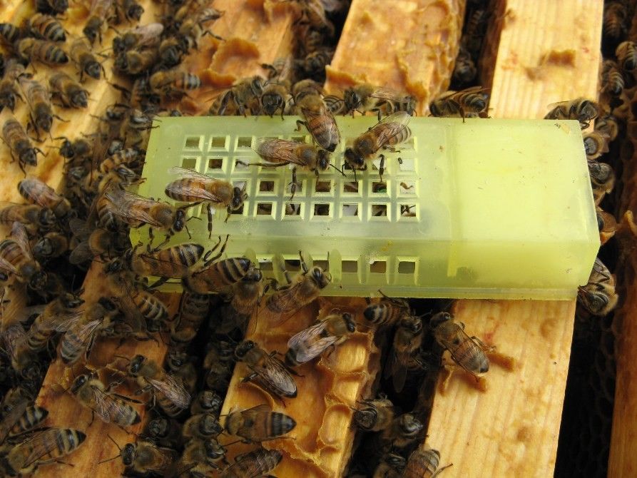 Comment introduire une reine Buckfast sans échec dans une colonie d’abeilles ?