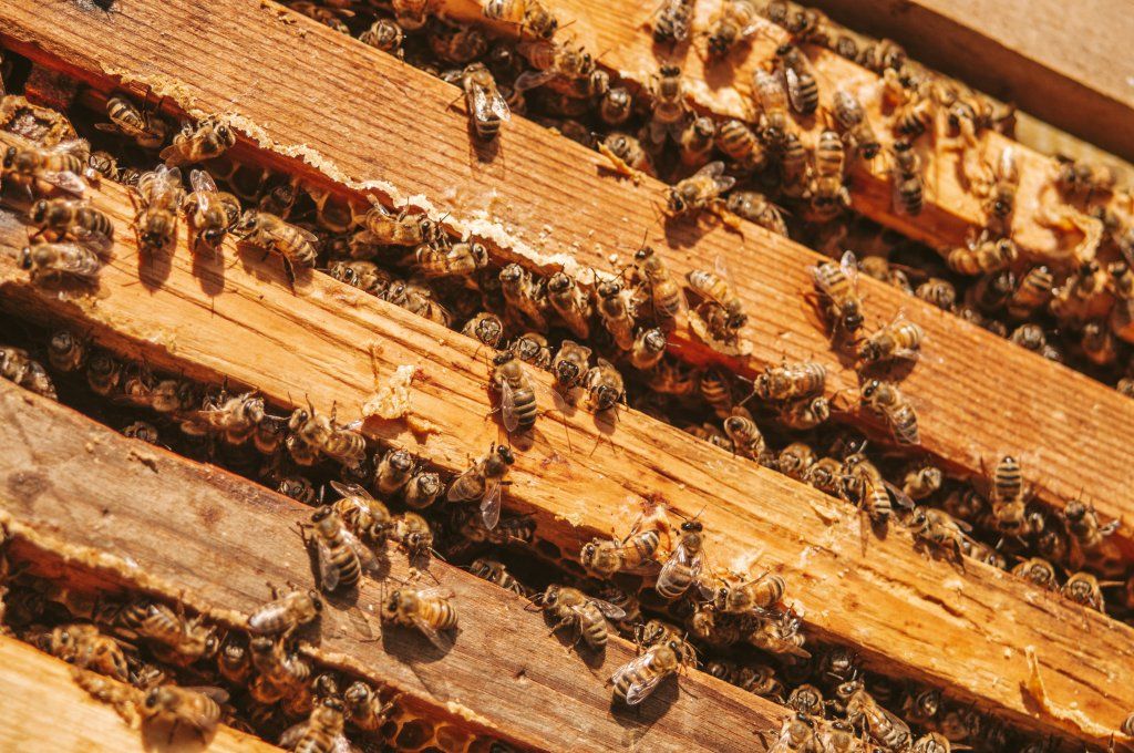 Ruche orpheline : comment la reconnaître et que faire rapidement ?