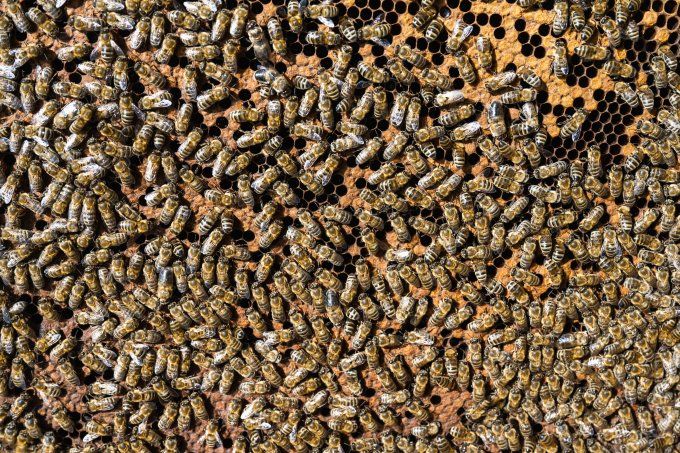 Essaims hivernés Buckfast 2026